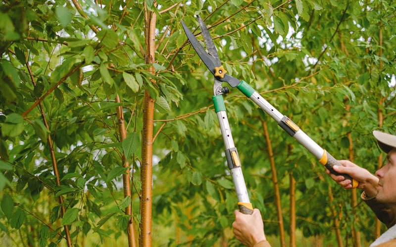 Tree trimming in Petrolia, CA